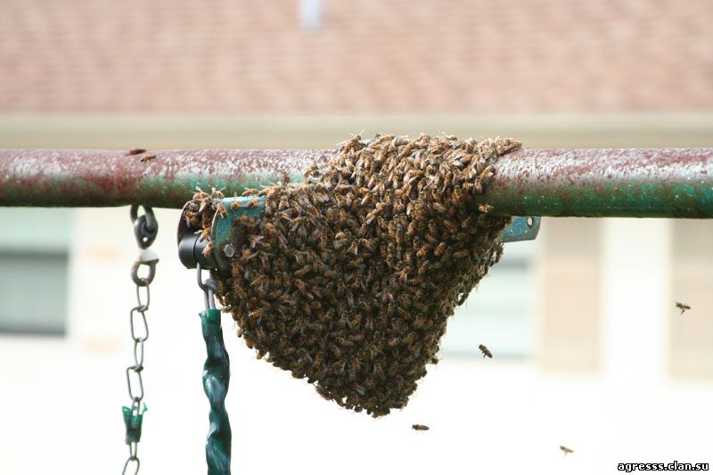 Африканские пчёлы очень агрессивны